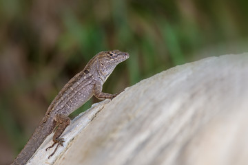 Lizard on Rock