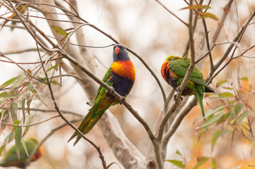 Two Rosellas in a tree