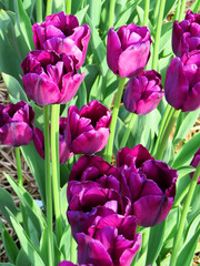 Close-up on a bunch of purple tulips