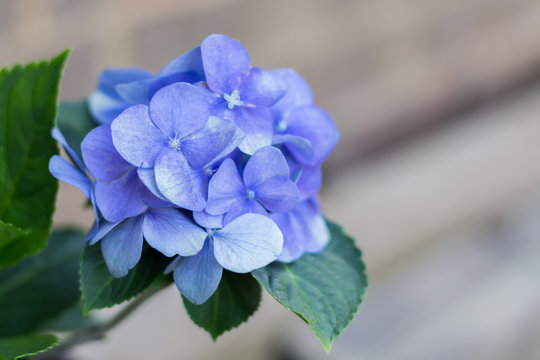 Blue Hydrangea