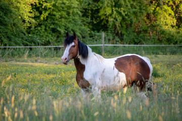A Horse in the pasture