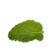 Mint leaves on white background.