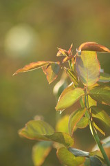 Rose Field