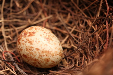 Naklejka na ściany i meble huevo de ave en un nido 