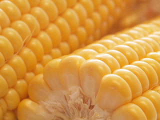 Fresh corn © valeriy555