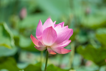 Pink lotus flower in pond