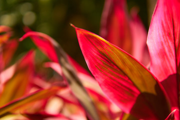 Close-up view of a beautiful tropical flower of red color. Macro shot depth of field. Sunny day in Riviera Maya Mexico.