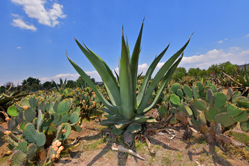Maguey