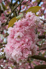 Pink cherry blossom in the garden
