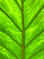 Tropical leaf surface. Closeup image of green tropical leaf from backside.