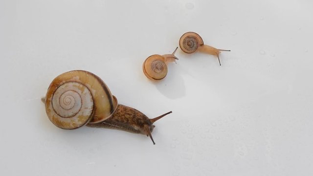 かたつむり　親子



