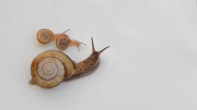 かたつむり　親子



