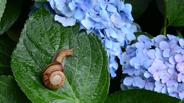 かたつむり　あじさい





