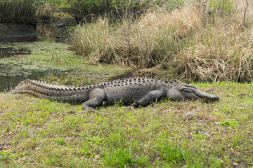 American Alligator