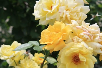 golden yellow roses flowers