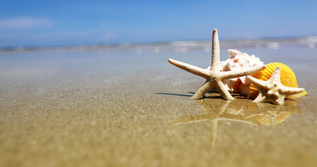 Fototapeta na wymiar Tropical beach with a seashells and starfish for summer holiday season background