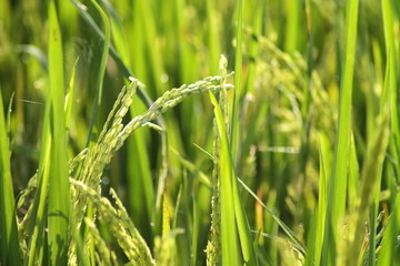 Rice Field Belthur
