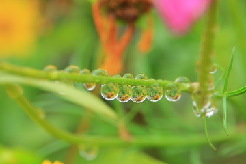 Close up drop dew on branch of flower