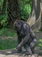 Earth Toned Fur on a Female Lowland Gorilla Sitting in a Forest