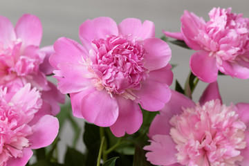 Bouquet of five pink peonies with green leaves close up. Pink piones rosebuds. Wallpaper for desktop, foto for calendar.
