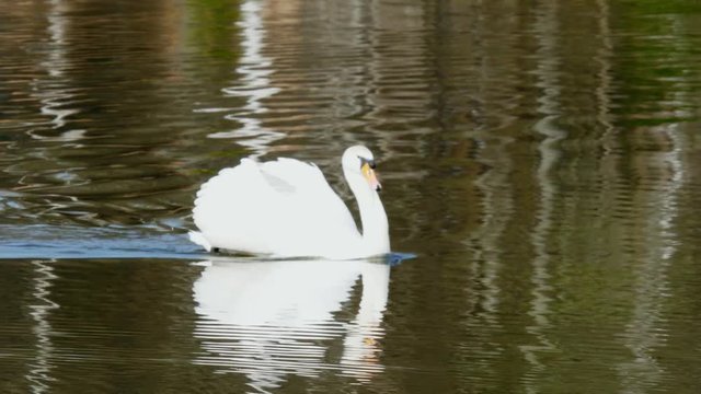 A beautiful white swan swims in the summer on the mirror surface of the lake in the park in search of food. Birds in the wild nature.