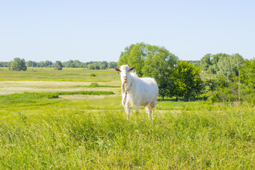 Fototapeta premium White funny goat grazing in a green summer meadow, eating grass on a pasture, farm animal in a field