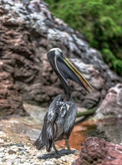 Earth Toned Plumage on a Brown Pelican at the Waters Edge 