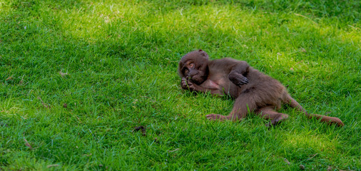 Earth Toned Fur on a Baby Gelada Monkey Laying on His Back on the Green Grass
