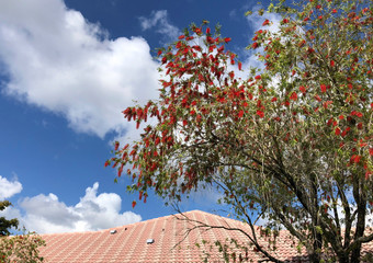 bright red flowers of Royal Poinciana tree