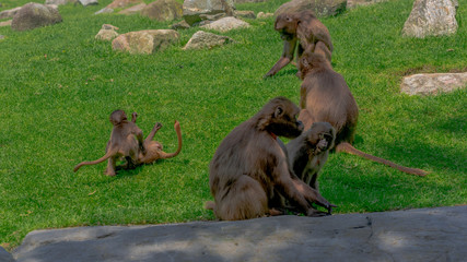 Earth Toned Fur on a Small Troop of Gelada Monkeys Sitting on the Green Grass