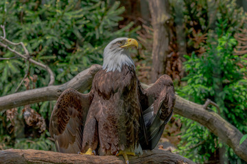 Distinctive Plumage on an American Bald Eagle in Profile
