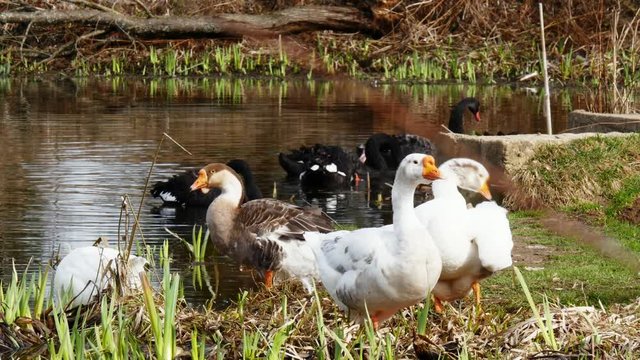 A flock of white geese and black swan swims in the summer on the mirror surface of the pond in the park in search of food. Birds in the wild nature.