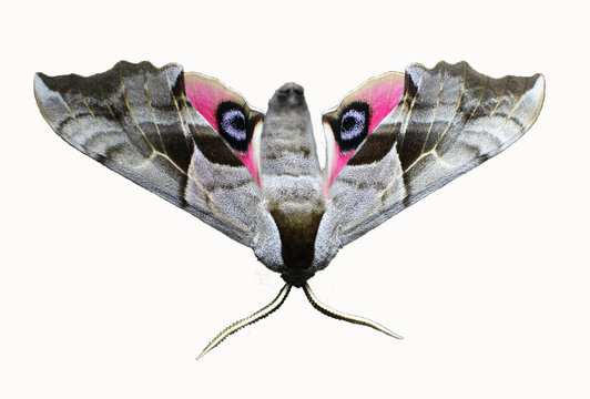 Eyed hawk moth isolated on white