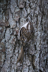 Eurasian treecreeper (Certhia familiaris)