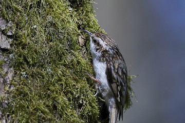 Eurasian treecreeper (Certhia familiaris)