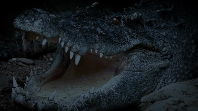 Big Crocodile Opens Mouth In The Evening