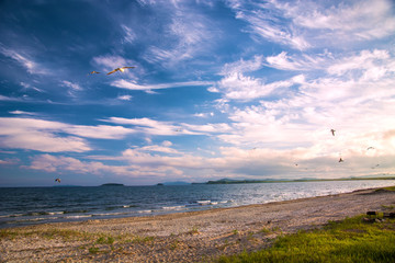 a beach on the sea, sand and waves, seagulls fly over the water.
