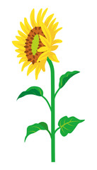 Sunflower -single object