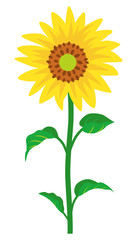 Sunflower -single object