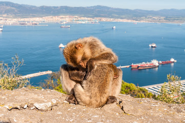 Fototapeta premium Barbary macaques on top of the Rock of Gibraltar