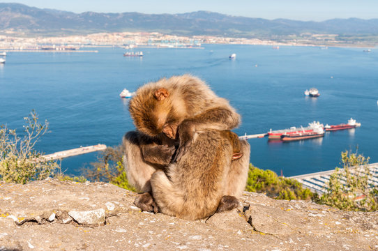 Barbary macaques on top of the Rock of Gibraltar