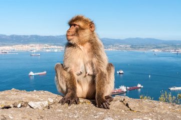 Fototapeta premium Sitting Barbary macaque on top of the Rock of Gibraltar