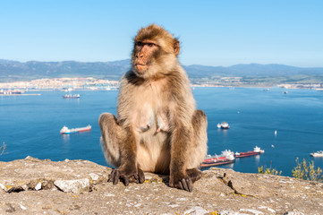 Barbary macaque on top of the Rock of Gibraltar