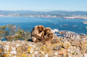 Fototapeta premium The Barbary Macaque monkeys of Gibraltar. The only wild monkey population on the European Continent. At present there are 300+ individuals occupying the Gibraltar nature reserve.