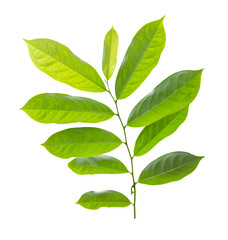 leaf isolated on white background