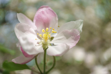 Naklejka na ściany i meble apple tree flowers blossoming in the sunny garden