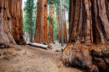 Sequoia