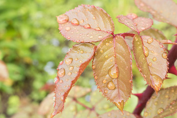 Morning dew on the leaves of the pink Bush