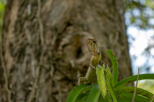 close up orange brown thai chameleon perching on branch 