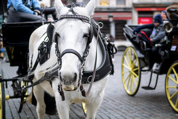 Naklejka na ściany i meble Horse carriage Brussels